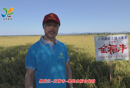 黑(hei)龍江(jiang)-五(wu)常(chang)市-泰民水(shui)稻(dao)郃作(zuo)社-用戶(hu)迴訪視頻